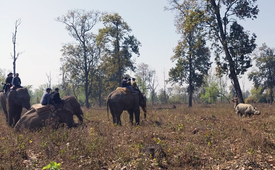 चितवन राष्ट्रिय निकुञ्जमा पश्चिमी क्षेत्रबाट पूर्वी क्षेत्रतर्फ गैँडा स्थानान्तरण सुरु