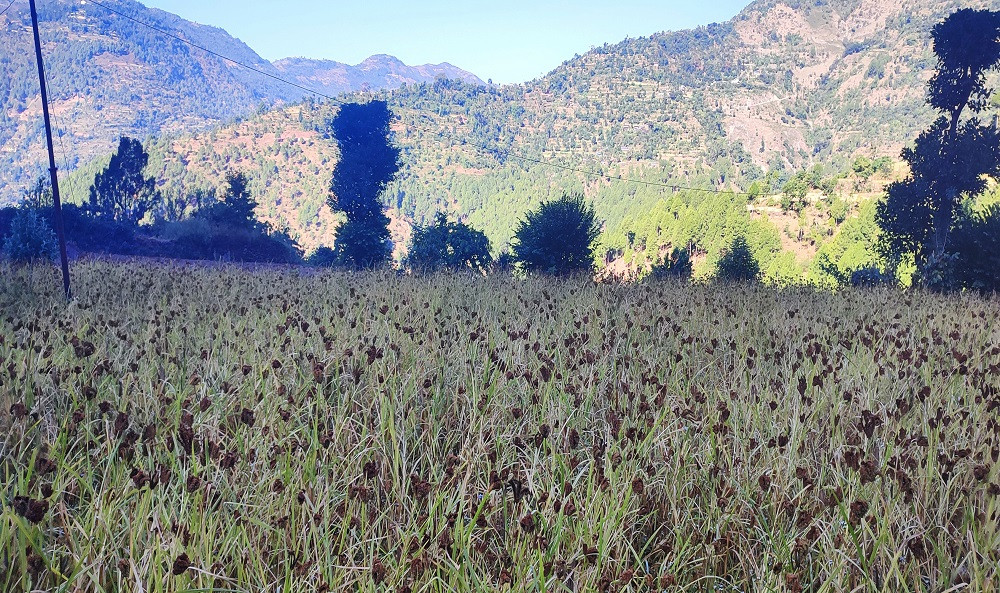 माग बढेपछि म्याग्दीका किसान कोदो खेतीतर्फ आकर्षित