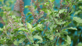 आषाढ शुक्ल एकादशी : तुलसीको बिरुवा सारिँदै