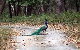 शुक्लाफाँटामा सुन्दर मयुर