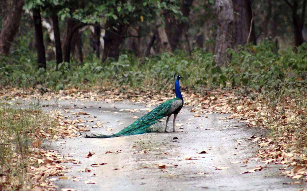 शुक्लाफाँटामा सुन्दर मयुर