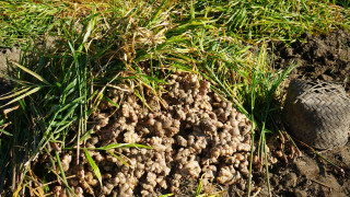 एउटै पालिकाबाट ६ करोड रुपैयाँको अदुवा बिक्री