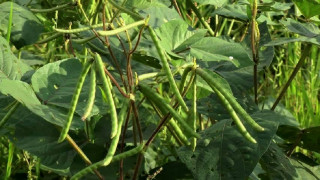 बझाङमा मुङखेती परीक्षण, सफल भएमा क्षेत्र विस्तार गर्ने तयारी