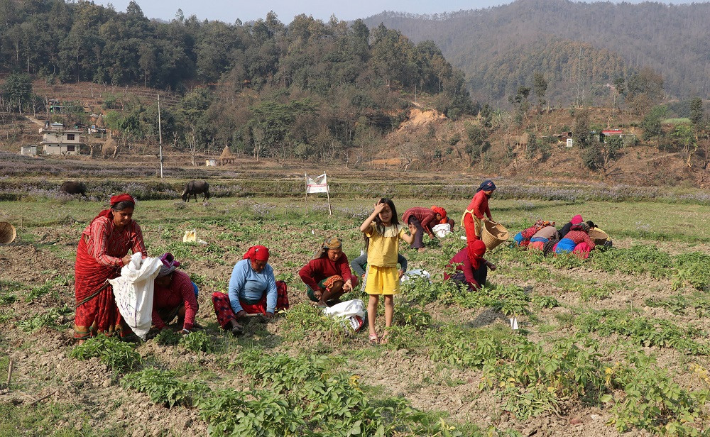 म्याग्दीमा नौ सय रोपनी जग्गामा बर्खे आलुखेती