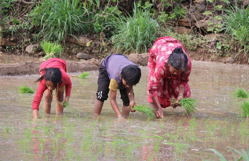 वर्षापछि धादिङमा थालियो चैतेधान रोपाइँ