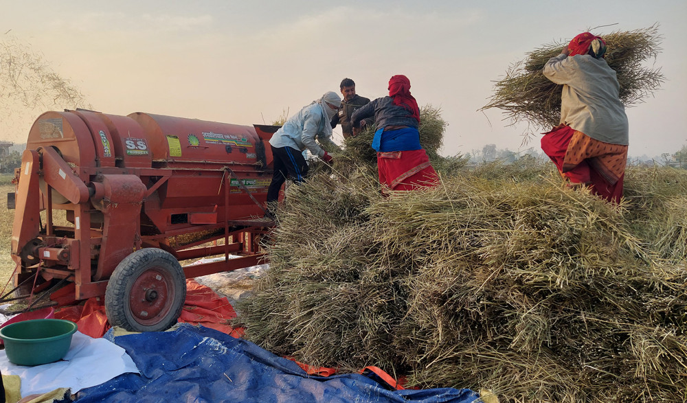 नवलपरासीका किसान तोरीखेतीतर्फ आकर्षित, यसवर्ष २ हजार ९ सय ७१ मेट्रिकटन तोरी उत्पादन