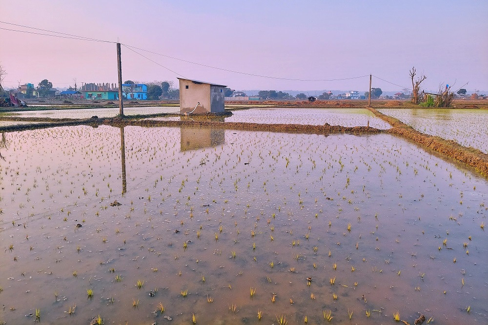 पर्याप्त सिँचाइ र अनुदानले चैते धानखेतीको क्षेत्र र उत्पादन बर्सेनि बढ्दै