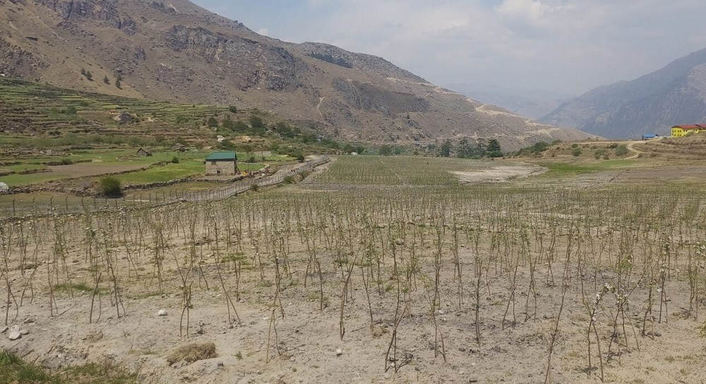 कालीकोटकै नमुना स्याउ बगैँचा फोइमहादेवमा