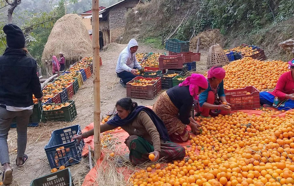 बागलुङमा सुन्तलाखेतीप्रति आकर्षण बढ्दै, व्यवस्थापनमा किसानले ध्यान नदिँदा उत्पादनमा भने ह्रास