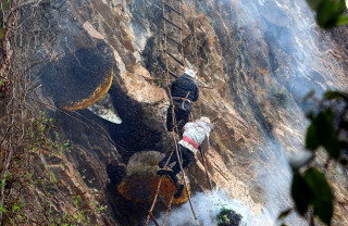 पितापुर्खाको सीप पछ्याउँदै मह सिकार