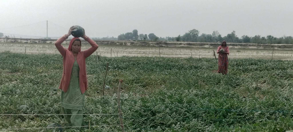 आम्दानीको स्रोत बन्दै बगरखेती, लागत कटाएर दुई लाखसम्म बचत