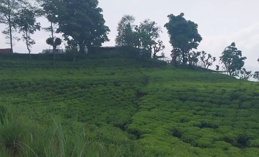 रेशमा चियाको व्यावसायिक उत्पादन सुरु