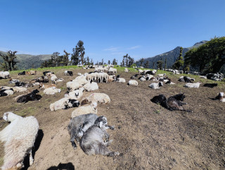 रिगताल क्षेत्रमा चरनका लागि ल्याइए भेडा