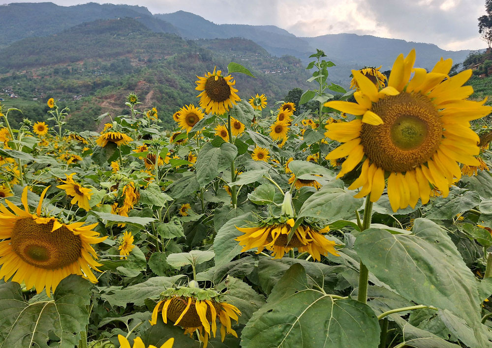 रत्नेचौरमा सूर्यमुखी फूलखेती
