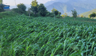 सुनसरीमा हावाहुरीसहितको वर्षाले मकै र आँपमा क्षति, किसान चिन्तित