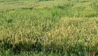 कर्णालीमा बढ्यो धान उत्पादन, गत आवको तुलनामा ५ हजार २ सय २१ मेट्रिक टन बढी