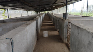 अज्ञात रोगले बंगुर मर्न थालेपछि बरेङ गाउँपालिकाका किसान चिन्तित