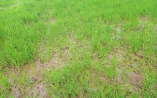 वर्षाले झापामा पाँच करोड २१ लाख बढीको क्षति
