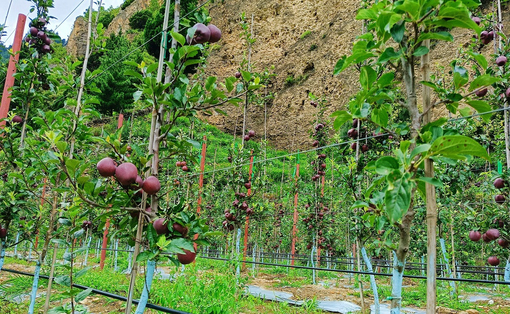 जुम्लामा असिनापानीले स्याउका बिरुवामा क्षति