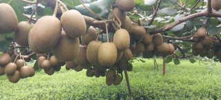 भार्सेका किसान व्यावसायिक किबीखेतीमा आकर्षित