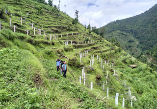पाँच हजार रोपनीमा चक्लाबन्दी खेती