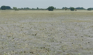राप्तीसोनारीमा वर्षाले धानबालीमा क्षति