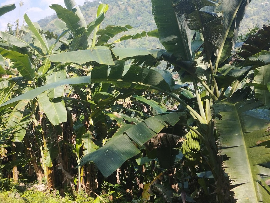 केराखेतीबाट वार्षिक १० लाख आम्दानी