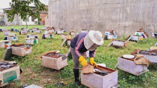 मौरीपालनबाट लोभलाग्दो आम्दानी : वार्षिक १६ लाखको कारोबार, सात लाखसम्म बचत
