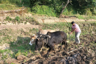 सुदूरपश्चिम प्रदेशमा कृषि भूमि घट्यो, उत्पादन भने बढ्यो