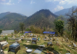 बागलुङ नगरपालिकाद्वारा किसानलाई ५० प्रतिशत अनुदानमा मौरीसहितका घार वितरण