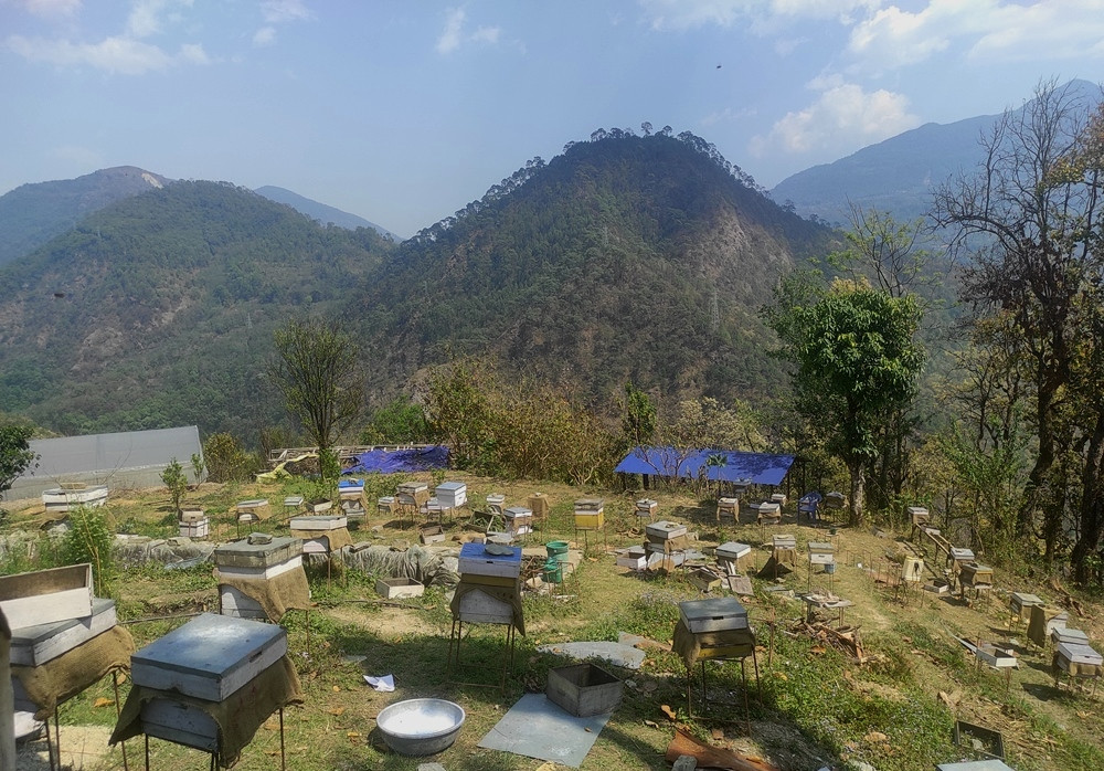 बागलुङ नगरपालिकाद्वारा किसानलाई ५० प्रतिशत अनुदानमा मौरीसहितका घार वितरण
