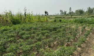 किसानको मेहनतले हराभरा सनी खोलाको बगर, जीविकोपार्जनमा सहज
