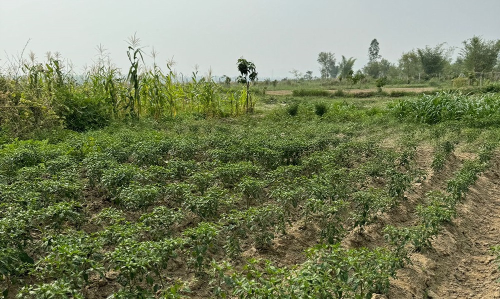 किसानको मेहनतले हराभरा सनी खोलाको बगर, जीविकोपार्जनमा सहज