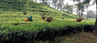 दुई अर्ब ९५ करोड बराबरको चिया निर्यात