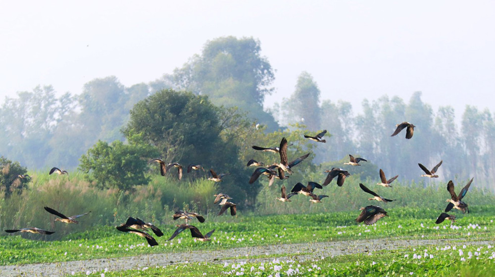 तालतलैयामा आगन्तुक चराको चहलपहल, जलपक्षी गणना सुरू
