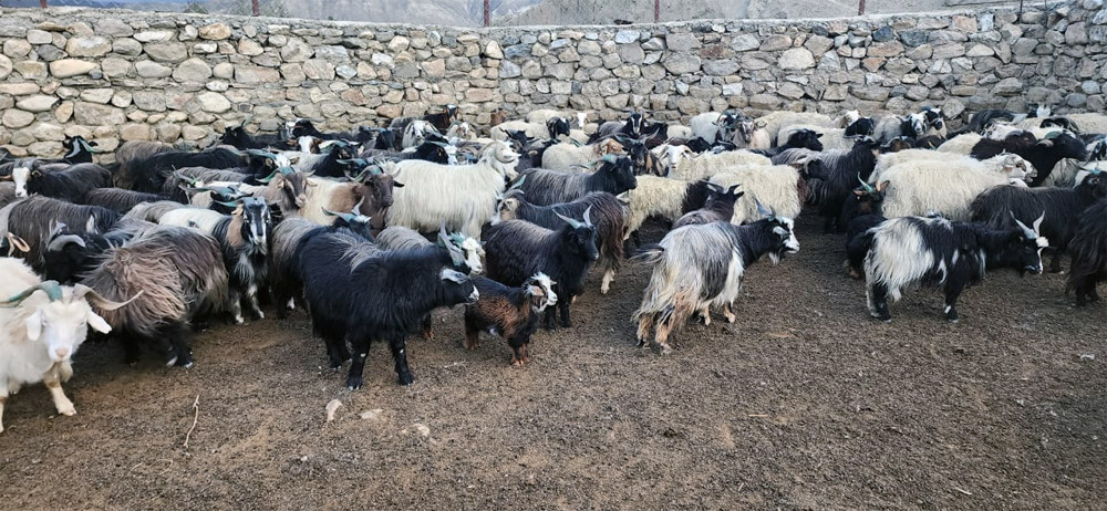हुम्लामा चिसो बढ्दै गएपछि बेँसी झर्न थाले भेडाबाख्रा