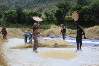 झापामा समर्थन मूल्यभन्दा बढीमा धान बिक्री