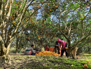 सिन्धुलीको जुनार बगैँचा