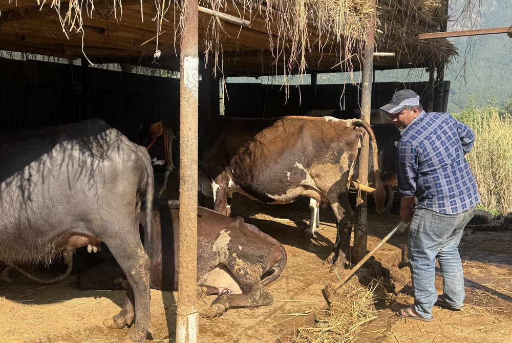 दूध बेचेर वार्षिक ३० लाख रुपैयाँ आम्दानी गरिरहेका छन् नेपानेका कुमार