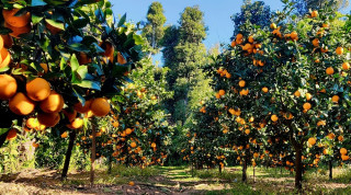 बागलुङमा २६ करोड ४६ लाख रूपैयाँको सुन्तला बिक्री