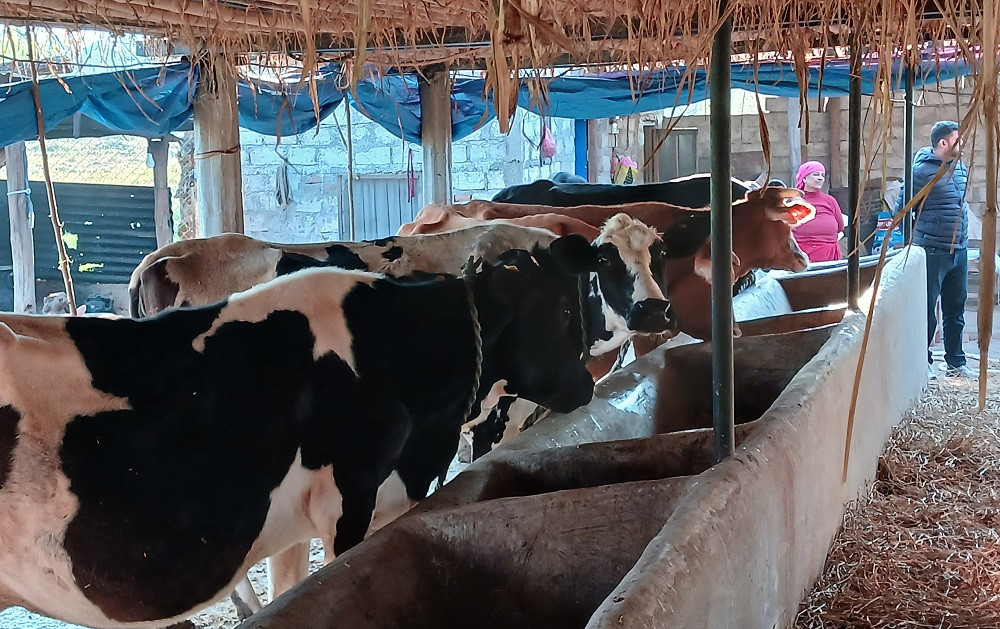व्यावसायिक पशुपालनबाट वार्षिक १२ लाख आम्दानी, तीन जनालाई रोजगारी