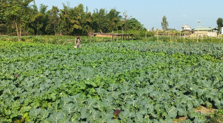 तरकारी बिक्रीबाट दैनिक दुई हजार आम्दानी
