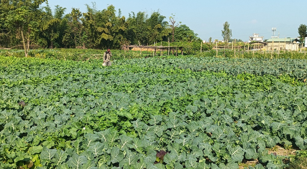 तरकारी बिक्रीबाट दैनिक दुई हजार आम्दानी