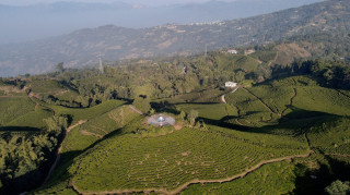 पानीटार चिया बगान