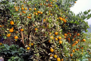 स्याङ्जाबाट एक अर्ब १२ करोड रूपैयाँभन्दा बढीको सुन्तला बिक्री