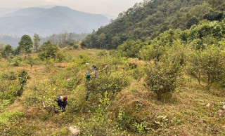 डेढ करोड लगानीमा बलेवाका किसानले थाले कागतीखेती