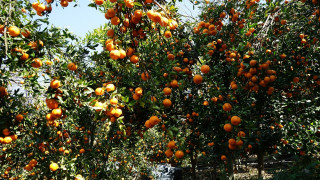 सुन्तलाले फेरिएको बाँसखर्कको पहिचान