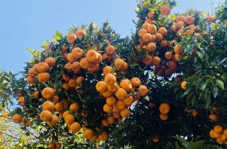 पाल्पामा ५२ करोड ७६ लाख रूपैयाँ बढीको सुन्तला बिक्री