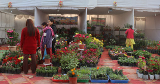 सौखका लागि रोपेको फूल बन्यो आम्दानीको स्रोत, धरानमा बढ्दै फूलखेतीको आकर्षण