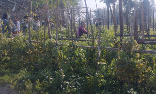 वनगाउँको पूरै गाउँ व्यावसायिक तरकारीखेतीमा